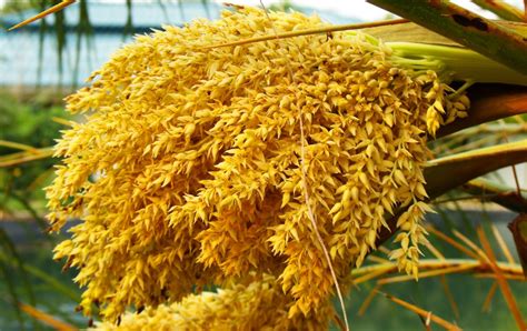 gambar mekar menanam buah pohon palem berkembang serbuk sari
