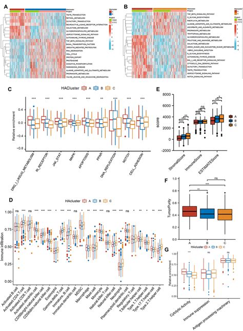 Histone acetylation patterns and their biological characteristics in ...