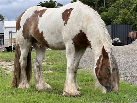 Watermark Amos - Purebred Gypsy Cob | Pleasure horses | Horse for sale ...