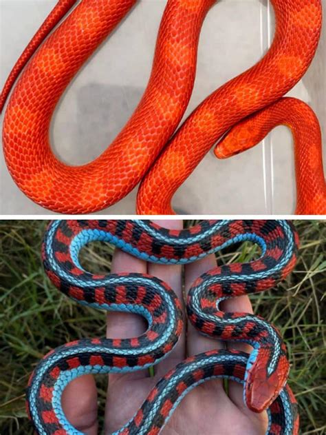 King Snake To Corn Snake 7 Snakes That Can Be Kept As Pets