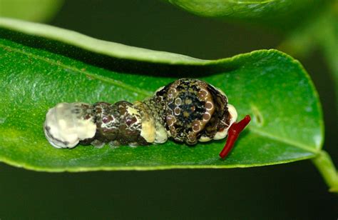 Caterpillar Identification Guide: Find Your Caterpillar With Photos and ...