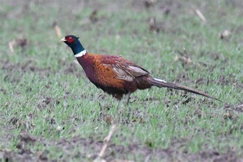 Jagdfasan Jagdfasan Phasianus Colchicus C Rolf Jantz