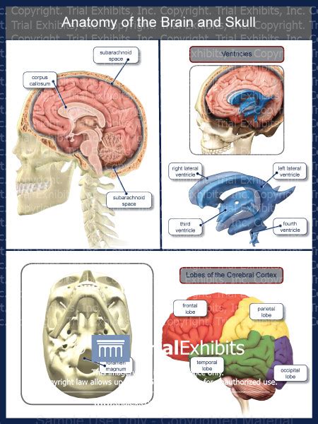 Anatomy of the Brain and Skull - TrialQuest Inc.