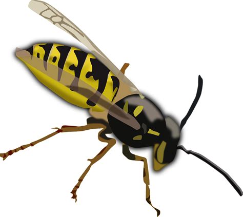 Wasp Hornet Bee Free Vector Graphic On Pixabay