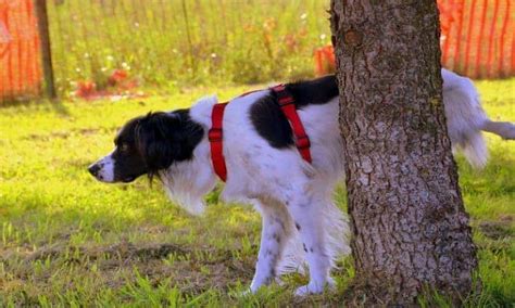 Tirar Cheiro De Xixi De Cachorro Do Quintal - Como tirar cheiro de urina de cachorro do quintal? | Petz