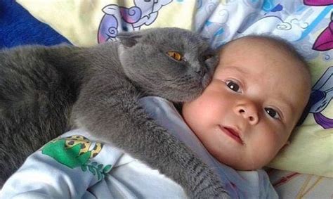 Funny Cats and Babies Playing Together #1