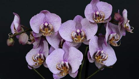 Orchid Es Comment Les Cultiver Sans Racines Dans Leau De Cette