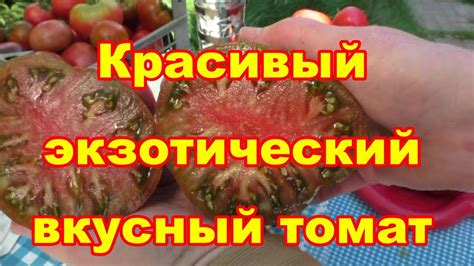 Обзор экзотического, вкусного томата Беркли Тай Дай Пинк - YouTube
