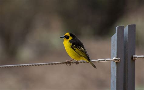 Meet The Colourful And Comical Birds Of Africa