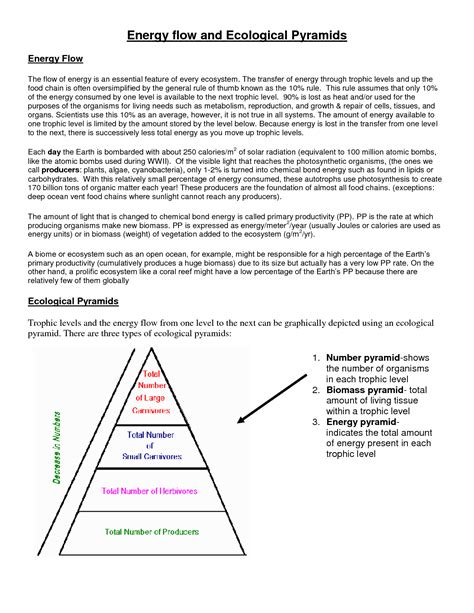 11 Energy Pyramid Trophic Levels Worksheet / worksheeto.com