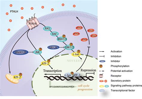 A Model Of The PTHLH PTH1R ATF2 Negative Feedback Loop PTHLH PTH1R