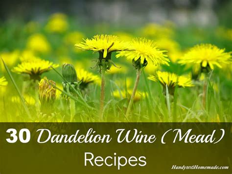 30 Dandelion Wine (Mead) Recipes | Handy & Homemade