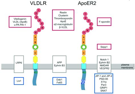 Proteins Interacting With Vldlr And Or Apoer Proteins Interacting