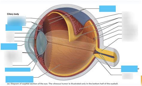 Inside Eye Labeling Diagram Quizlet