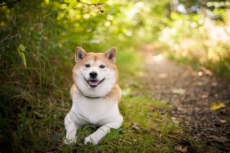 Shiba Inu Husky Mix: Your Best Guide To An Adorable Hybrid