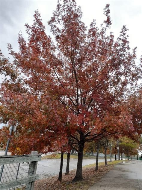 Quercus Rubra