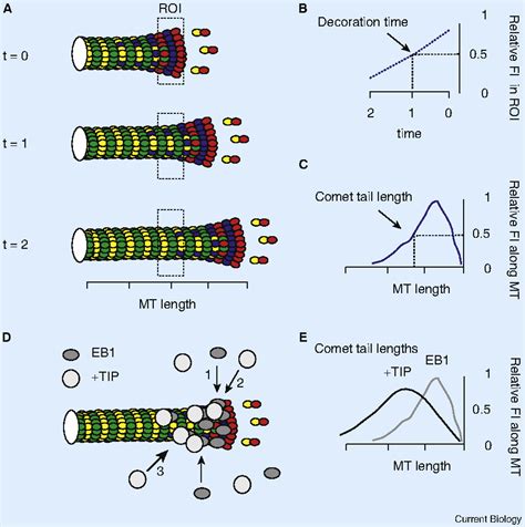 Figure 1 From Plus End Tracking Proteins And Their Interactions At