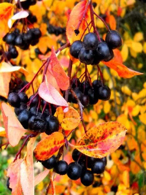 Polynesian Produce Stand Viking Black Chokeberry Aronia Berry Bush