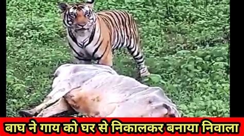 Pilibhit Tiger Reserve बाघ ने गाय को घर से निकाल कर बनाया अपना निवाला Breaking News Live