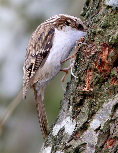 Eurasian Treecreeper By Mary Wilde Birdguides