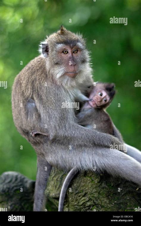 Sacred Monkey Forest Sanctuary Padangtegal Ubud Bali Stock Photo Alamy