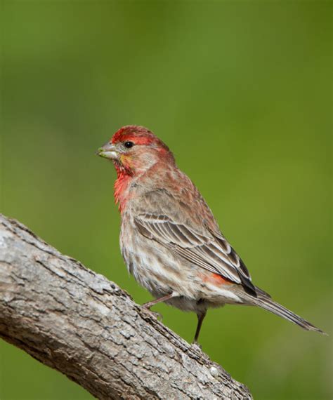 25 Common Birds in Texas: Identification Guide - Southern Trippers