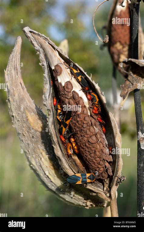 Common Milkweed Seed Pod Asclepias Syriaca With Large Milkweed Bugs