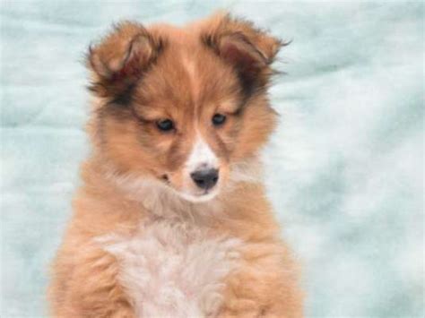 Femelle Berger des Shetland fauve LOF à vendre Petite Annonce chien