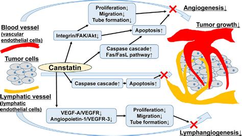 Inhibitory Effect Of Canstatin On Tumor Growth Through The