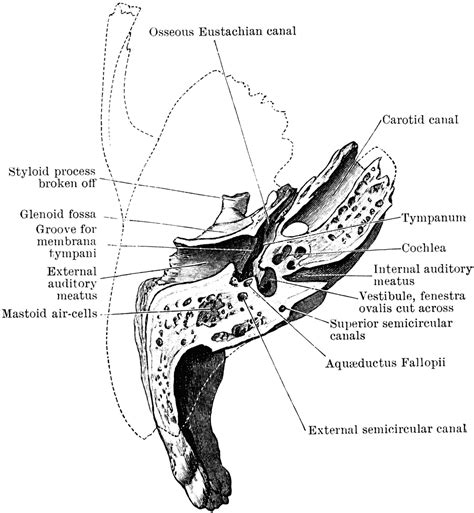 Horizontal Section Of Temporal Bone Clipart Etc