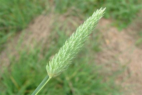 Phalaris aquatica