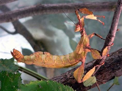 Spiny Leaf Insect (Extatosoma tiaratum)