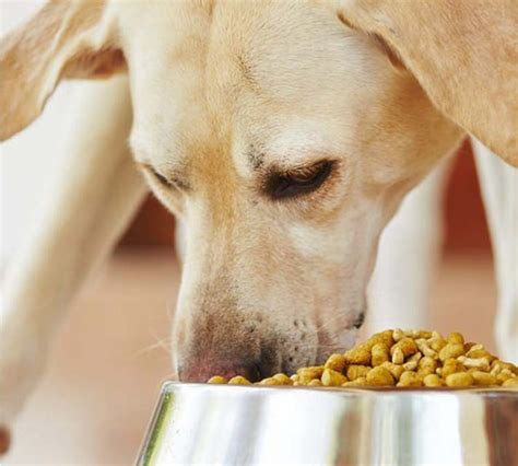 Feeding Tips For Dogs And Cats Hills Pet Slimmer