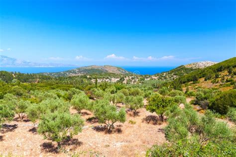 Jard N Mediterr Neo Primer La Rama Zakynthos Isla Griega Foto De