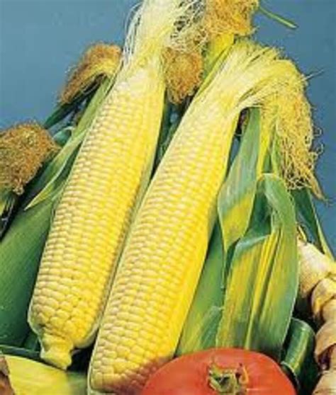 Golden Queen Hybrid Yellow Sweet Corn Seed Treated Non Gmo Etsy