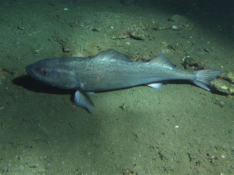 Sablefish Black Cod California Sea Grant