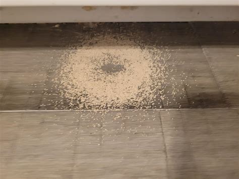 Termites in Cabinet : r/pestcontrol
