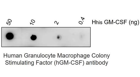 Gm Csf Antibody [mcs6] Irm324 Ireal Biotechnology Inc