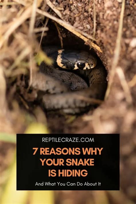 7 Reasons Why Your Snake Is Hiding Reptile Craze