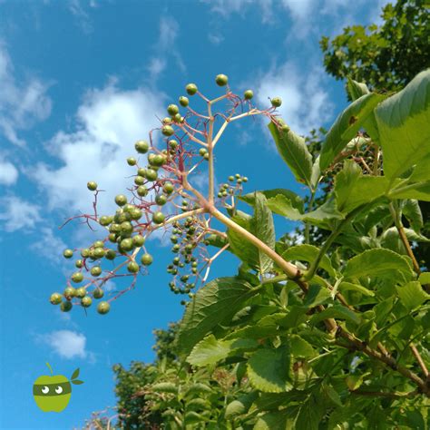 Regionale Kapern Aus Gr Nen Holunderbeeren Mundraub Org