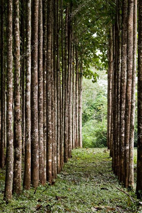 Teak plantation — Stock Photo © wollertz #37151129