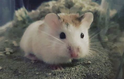 Things You Need To Know Before Owning A Pet Hamster Petpress