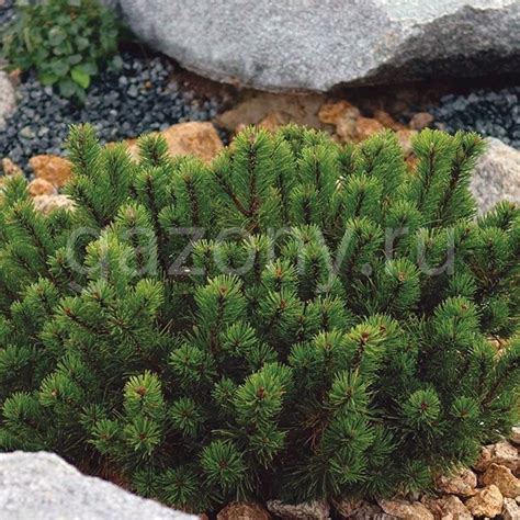 Сосна горная Pinus mugo var."Pumilio" : C2, h=20-30 | Сибирские газоны ...