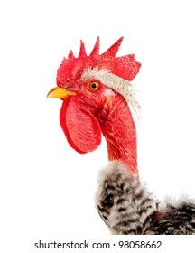 Naked Neck Rooster Isolated Closeup Stock Photo 98058662 Shutterstock