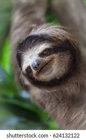 Happy Sloth Hanging On Tree Stock Photo Shutterstock