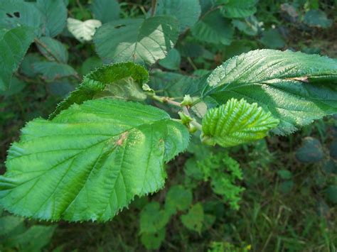 Alder - Nova Scotia Wilds