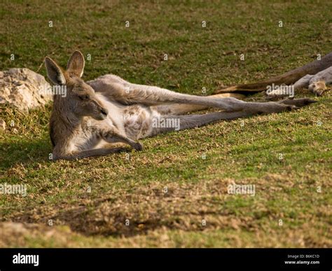 Kangaroo sleeping resting sunbathing animals mammal Stock Photo - Alamy