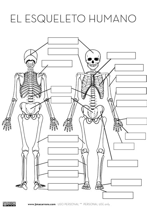 Esqueleto Humano Para Imprimir Pdf - 9