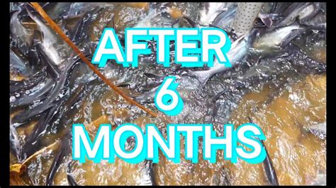 Pangasius Fish 0 6 Months Full Growth YouTube