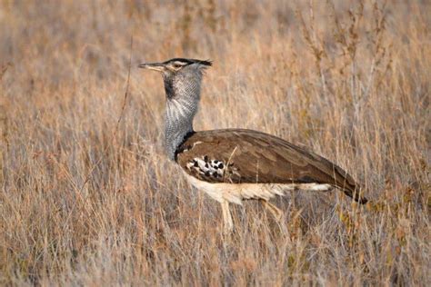 15 Wild Animals in Angola [Wildlife in Angola] - Kevmrc